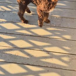 Bailey - Phantom male Poodle puppy in Port Orange, Florida from Daytona’s Standard Poodles