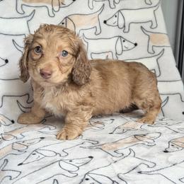 Po - Cream male Dachshund puppy in Hornbeck, Louisiana from A&Z Mini Dachshunds