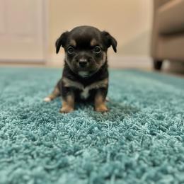 Henry - Black and tan male Chihuahua puppy in Harlan, Iowa from Home Grown Chihuahuas From Iowa