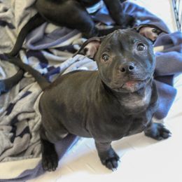 Staffordshire Bull Terrier Puppies from Ol'Wood Stafford's