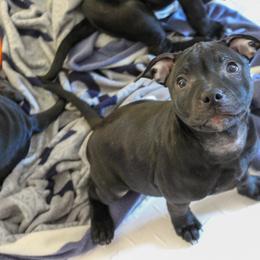 Staffordshire Bull Terrier Puppies from Ol'Wood Stafford's