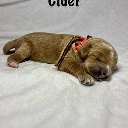 Cider - Apricot female Goldendoodle puppy in Pleasant Prairie, Wisconsin from Prairie Doodle Dogs