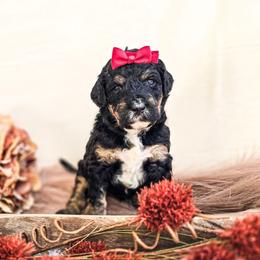 Sapphire - Phantom female Poodle puppy in Gaylord, Michigan from Dog Mom Co. Poodles
