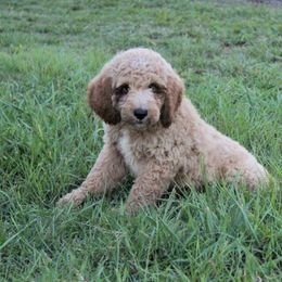 Matt - Apricot male Goldendoodle puppy in Charleston, Arkansas from Lazy S Aussies