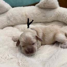 Blake - Buff male Cocker Spaniel puppy in Ocala, Florida from Ray of Sunshine Spaniels LLC