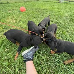 Rottweiler Puppies from Von Hause Sarjen