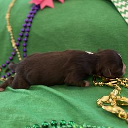 Girl 4 - Miniature Australian Shepherd puppy in Amarillo, Texas from Luna’s Mini Aussies