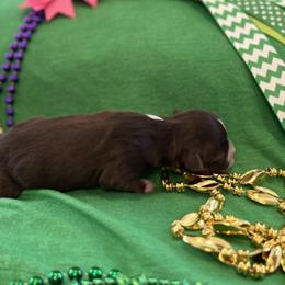 Girl 4 - Miniature Australian Shepherd puppy in Amarillo, Texas from Luna’s Mini Aussies