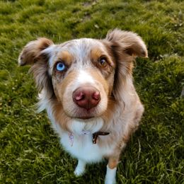 Hazel Grace - Australian Shepherd