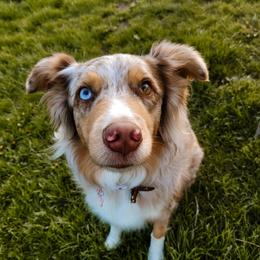 Hazel Grace - Australian Shepherd