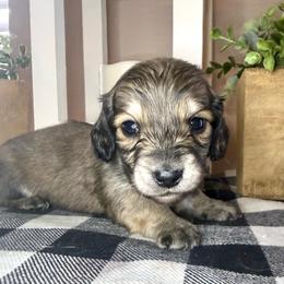 Orange collar male - Cream male Dachshund puppy in Wylie, Texas from Karas Royal Dachshunds