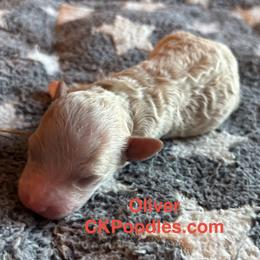 Oliver - Cream male Poodle puppy in Lance Creek, Wyoming from CK Poodles LLC
