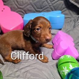 Clifford - Chocolate and tan male Dachshund puppy in Vacaville, California from SchmooterBabies