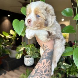 Miniature American Shepherd and Miniature Australian Shepherd Puppies from Whiskeytown Aussies