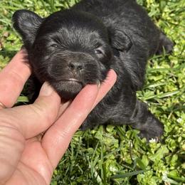 Peanut - Black male Havapoo puppy in Bowling Green, Kentucky from Denise Clark