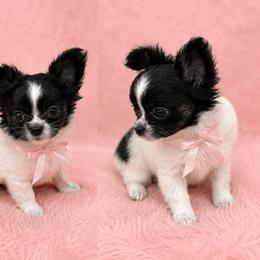 Poppy - Black and white female Chihuahua puppy in Smyrna, Georgia from GeorgiasChihuahuas
