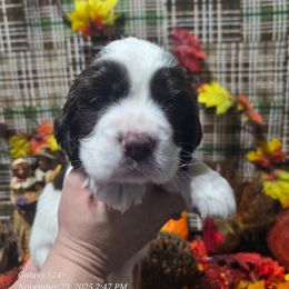 Snowball - Liver and white male English Springer Spaniel puppy in Saginaw, Michigan from Kemerer Springers