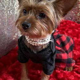 Violet - Yorkshire Terrier