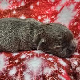 Lilac Girl 2 - Lilac female Shih Tzu puppy in Oakville, Washington from Garrard Creek Shih Tzus