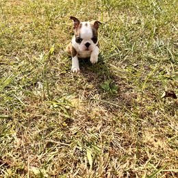 Boston Terrier and French Bulldog Puppies from 3B Kennels-Beth’s Best Boston’s