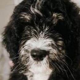 Bernedoodles, Poodles, and Pyredoodles from Southern Bayou Poodles and Doodles