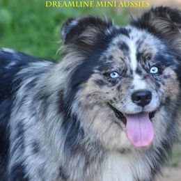 Olive - Miniature Australian Shepherd