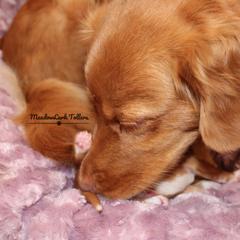 Nova Scotia Duck Tolling Retriever Puppies from Meadowlark Tollers