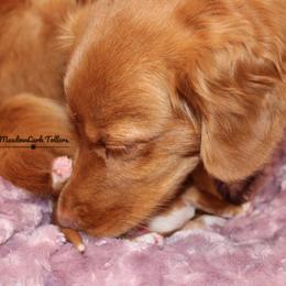 Nova Scotia Duck Tolling Retriever Puppies from Meadowlark Tollers