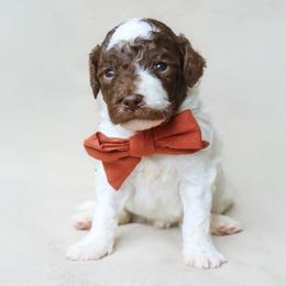 Chance - Parti male Goldendoodle puppy in Holly Springs, Georgia from Libby Lou’s Goldendoodles