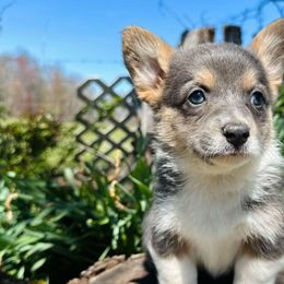 American Corgis and Pembroke Welsh Corgis from Sunshine Corgies
