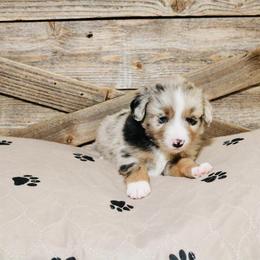 Miniature Australian Shepherd Puppies from Broken T Australian Shepherds