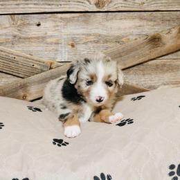 Miniature Australian Shepherd Puppies from Broken T Australian Shepherds