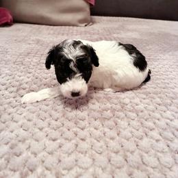 Poodle, Yorkipoo, and Yorkshire Terrier Puppies from Tuts Pups Cafe