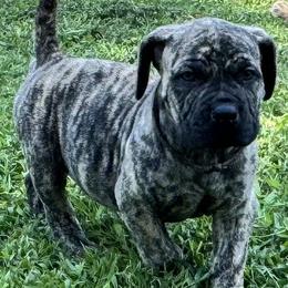 Huck - Brindle male Boerboel puppy in Bon Aqua, Tennessee from Erickson Ranch Boerboels
