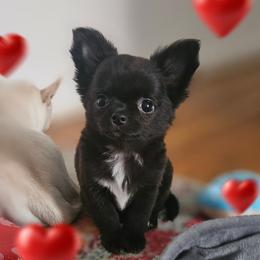 Boy 1500 - Black male Chihuahua puppy in Brooklyn, New York from Nadezhda's Chihuahuas