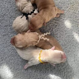 Golden Retriever Puppies from Double Down Retrievers