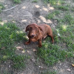 Dapple Boy - Dapple male Dachshund puppy in Lyman, Mississippi from Arnold’s Miniature Dachshunds