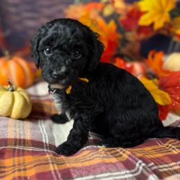 Clarice (Orange collar) - Black female Goldendoodle puppy in Lake Panasoffkee, Florida from Donnas Deluxe Doodles LLC