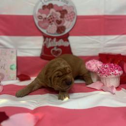 Kopi Luwak - Golden male Golden Retriever puppy in Sandy, Oregon from Treasured K-9s