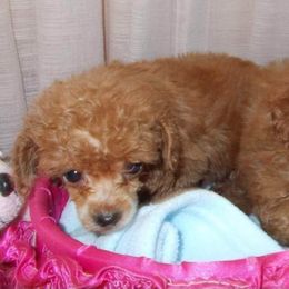 Poodle Puppies from Lowry Toy Poodles