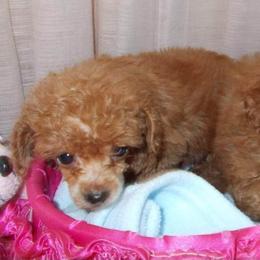 Poodle Puppies from Lowry Toy Poodles
