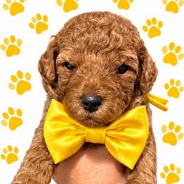 Bugle - Red  male Goldendoodle puppy in Coats, North Carolina from TH.EM Doodles