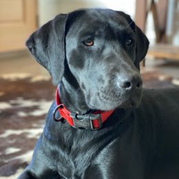 Molly  - Labrador Retriever