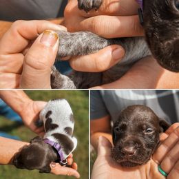 Purple Female - Liver and white female German Shorthaired Pointer puppy in Osakis, Minnesota from The W5 Ranch