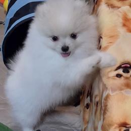 ACE - Cream parti male Pomeranian puppy in Denton, Texas from Pepplers Poms