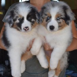 Australian Shepherd Puppies from Flying F Australian Shepherds