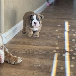 Bulldog Puppies from Average Jo’s  Bulldogs