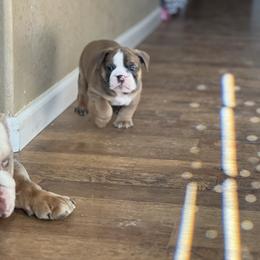 Bulldog Puppies from Average Jo’s  Bulldogs