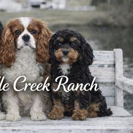 Cavalier King Charles Spaniels and Cavapoos from Middle Creek Ranch