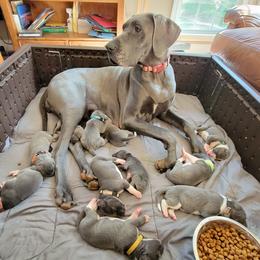 Valka - Great Dane